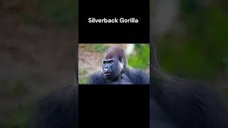 Silverback getting some Vitamin A #popularyoutubeshorts #Ape #Silverback #Gorilla