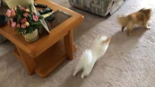 Pomeranian Dog Goes CRAZY Hilarious Barking & Running Compilation