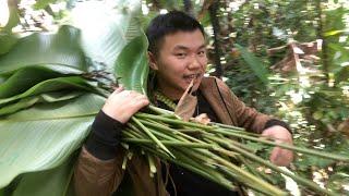 harvested the most valuable leaves of arunachal pradesh also explored the unexplored area of yomcha