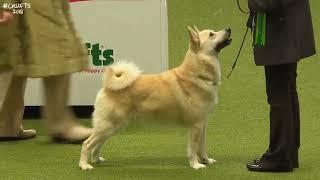 Best of Breed Pastoral GroupNORWEGIAN BUHUND2017-2022