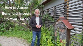 How to Bring Beneficial Insects Into Your Garden