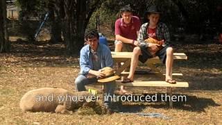 The Feral Pig and the Cane Toad The Holly and the Ivy - Australian Christmas Carol