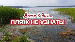 «Новый» пляж за 3 дня  Спонтанные «Субботники» у озера. Убираем Водоросли и Лопухи. Трактор застрял