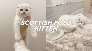 BRINGING HOME OUR NEW SCOTTISH FOLD KITTEN  Stella Vataman