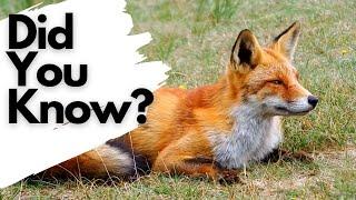 Things you need to know about RED FOXES