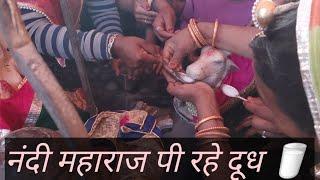 नंदी महाराज पी रहे दूध शिव मंदिरों में हुआ चमत्कारक्या यह अंधविश्वास है.. या भगवान शिव का चमत्कार?