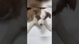 Rescue the abandoned distemper puppy #straydog #pets #rescuedog#shorts