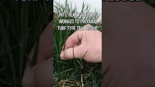 Kentucky 31 Fescue vs Elite Turf Type Tall Fescue