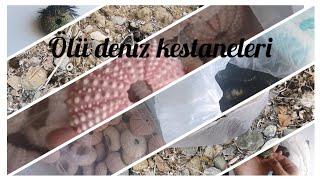 Kıyıda ölü bulunan deniz kestaneleri