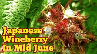 Japanese Wineberry In Mid June How It Looks Like  Organic Allotment Kitchen Garden & Fruit Orchard
