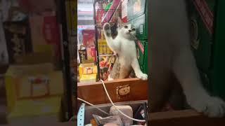 Cat fights with its owner  #cat #pets #petlovers #cutecat