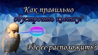 Как правильно обустроить клетку и где ее расположить?