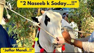 Jaffar Mandi With Rates 2 Naseeb K Soday kiay #hsnvlogs #challenge #bull #vlog #cattlefarm #viral