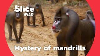 Discovering the social behaviour of mandrills  AI