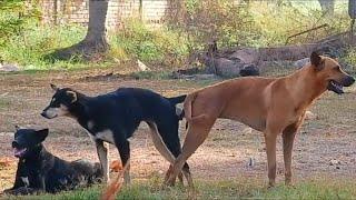 Rural Dog.. Strong Coated Retriever meeting with Nice Female Border Retriever in rainy se