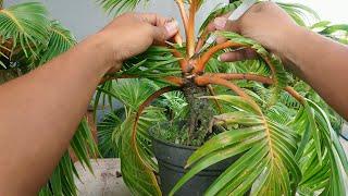 TRIK MUDAH MEMBUAT BONSAI KELAPA BERDAUN BANYAK DAN PELEPAH RENGGANG