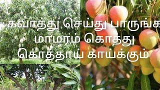 மாமரம் அதிகம காய்க்க கவாத்து செய்து பாருங்கmango tree Trimmingmaa maram kavathu seivathu eppadi