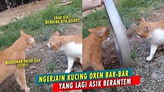 GEMES BANGET Gara-gara Rebutan Pacar Dua Kucing Oren Bar-bar Berantem Endingnya Bikin Ngakak