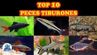 Top 10 Peces Tiburones para tu Acuario de Agua Dulce