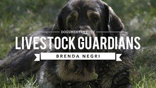 LIVESTOCK GUARDIAN DOGSTHE WAY OF THE PACK BRENDA NEGRI