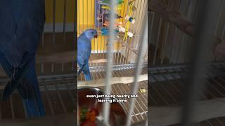 Giving Treats to a Scared Indian Ringneck Parrot #bird