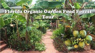 Florida Organic Edible  Tropical Garden Food Forest Tour  July Zone 10a