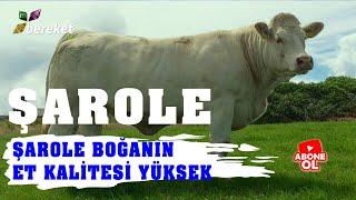 Şarole Sığır Irkı - Et Besiciliği Yapmak İsteyenlerin Önemli Alternatiflerinden Biri