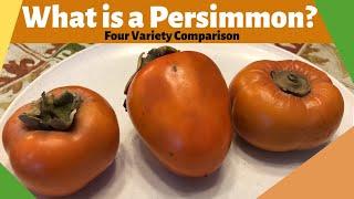 What is a Persimmon? Four Variety Comparison