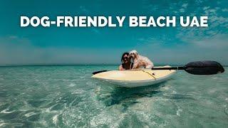 DOG FRIENDLY BEACH IN UAE  UMM AL QUWAIN BEACH RESORT  PET STAYCATION  Filipino Vlogger in UAE