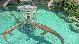 South Africa Croc cage diving in Oudtshoorn