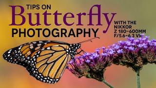 Butterfly Photography Tips with Images from Nikkor Z 180-600mm Lens