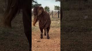 ️ BONI SA REDS #goat #goatfarming #kalahrireds #goats #farm