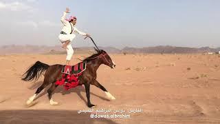 Best Horse RiderAamazing Arab Horse riding