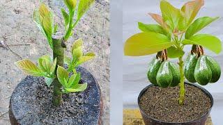 Unique method grow avocado tree cuttings with onions chilies aloe vera 100% success
