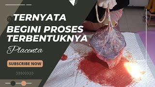 PERKEMBANGAN PLACENTA DAN FUNGSINYA