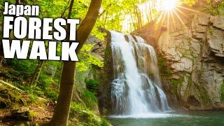 Exploring a Japanese Forest to a Waterfall @TokyoLens