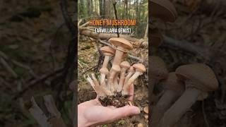 Honey Fungus  Foraging Edible Mushrooms in Maine
