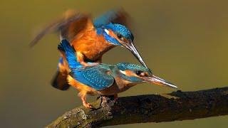 Mating birds – Common kingfisher Alcedo atthis