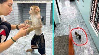 So Touching Moms tears of happiness when monkey Kaka returned