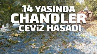 14 Yaşında Chandler Ceviz Hasadı #CevizHasat2019