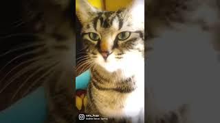 Cat Light ️ #catlovers #catsagram #catslove #sweetcats #heartwarming #katzenliebe #katzenleben