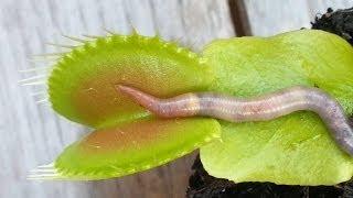 WORM CRUSHED BY VENUS FLYTRAP