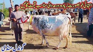 20-07-2024 Milikng cows Fresh Rate on Gondal Mandi AttockGondal Mandi latest update#cow#dairy#farm