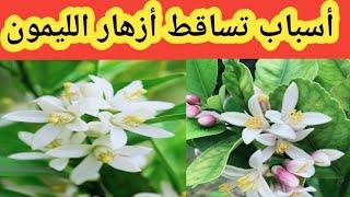 أسباب تساقط أزهار الليمون Reasons for falling lemon blossoms