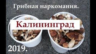 Нереальный поиск грибов в Калининграде .Корневский лес.