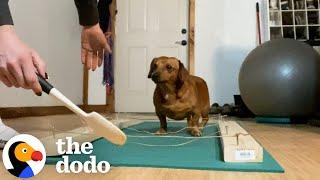 Foster Mom Teaches Dachshund How To Walk Again  The Dodo