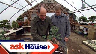 How to Create Bonsai from Regular Trees  Ask This Old House