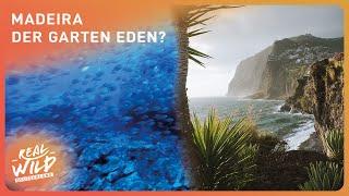 Madeira Die schönste Insel Europas?  Doku  Real Wild Deutschland
