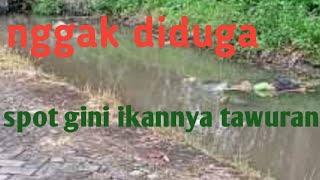 spot mancing nila desa jetis kapuan kab kudus.. ikan nila berbaris..... tapi...