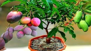 HOW TO GROW MANGO TREE IN A POT HOW TO MAKE BEST SOIL FOR MANGO PLANT